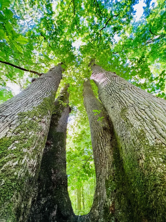 Arelaune En Seine 2022 Chene Cuve Parc Naturel Regional Boucles De La Seine Normande Csnt