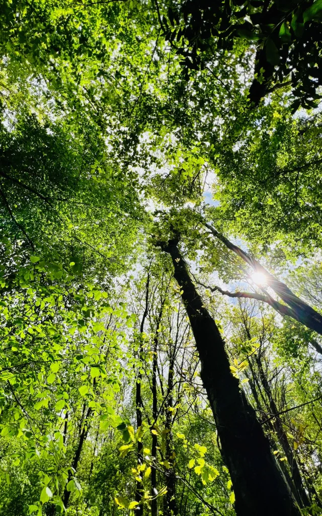 Arelaune En Seine 2022 Laub Wipfel Regionaler Naturpark Boucles De La Seine Csnt