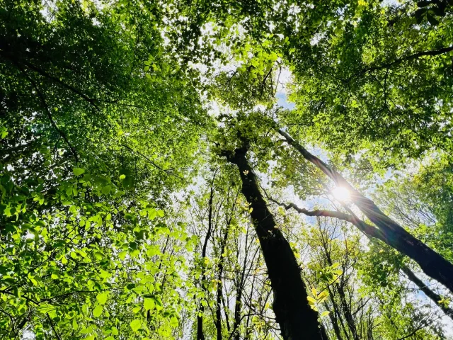 Arelaune En Seine 2022 Feuillage Cime Parc Naturel Regional Boucles De La Seine Csnt