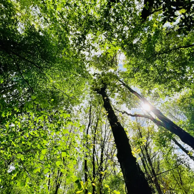 Arelaune En Seine 2022 Feuillage Cime Parc Naturel Regional Boucles De La Seine Csnt