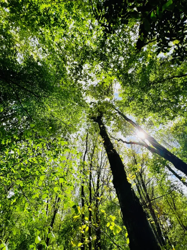 Arelaune En Seine 2022 Feuillage Cime Parc Naturel Regional Boucles De La Seine Csnt