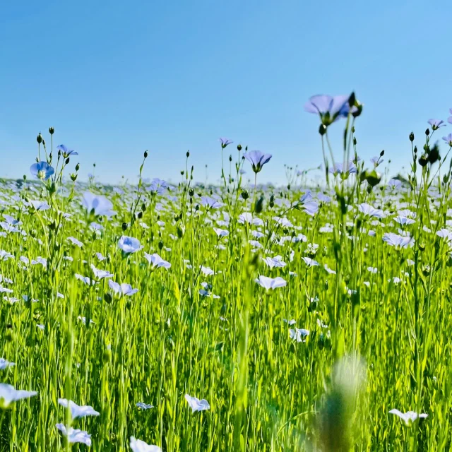 Caux Seine Agglo 2021 Rando Champ De Lin Natuur Csnt