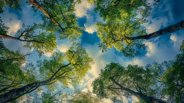 Wald Natur Spaziergang Naturpark Ia Csnt
