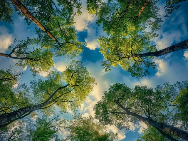 Wald Natur Spaziergang Naturpark Ia Csnt