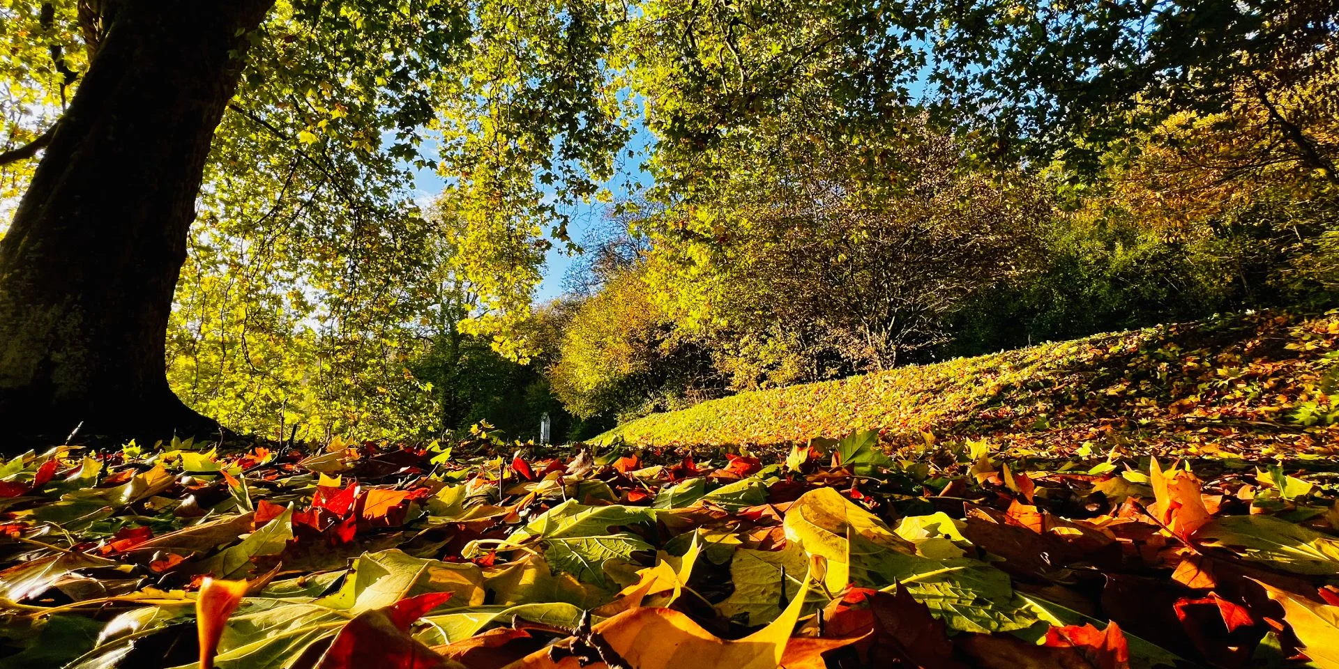 Gruchet Le Valasse 2023 Abbaye Du Valasse A L Automne Dans Le Parc Csnt