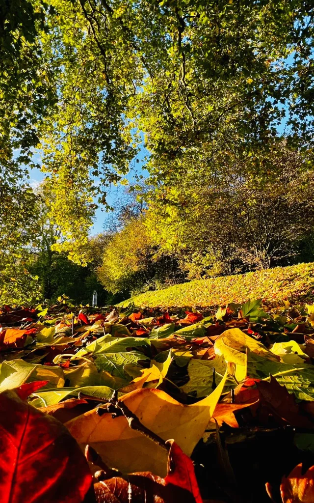 Gruchet Le Valasse 2023 Abtei Du Valasse Im Herbst Im Park Csnt