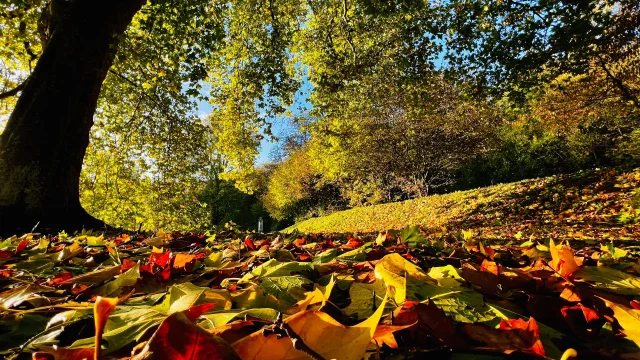 Gruchet Le Valasse 2023 Abbaye Du Valasse A L Automne Dans Le Parc Csnt