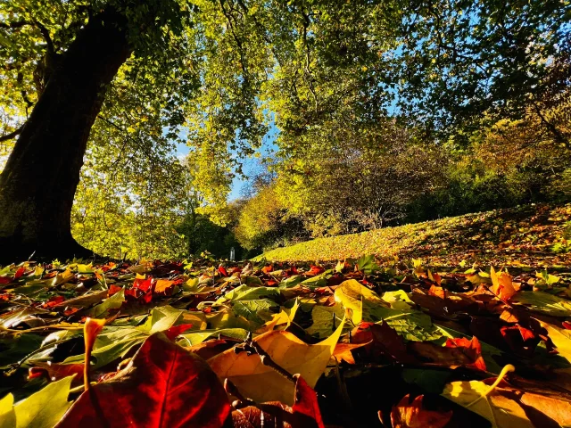 Gruchet Le Valasse 2023 Abbaye Du Valasse A L'Automne Dans Le Parc Csnt