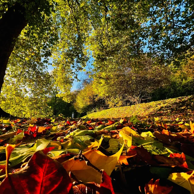 Gruchet Le Valasse 2023 Abbaye Du Valasse A L'Automne Dans Le Parc Csnt