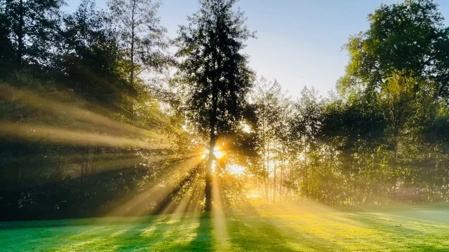 Gruchet Le Valasse 2023 Abbaye Du Valasse Le Jour Traverse La Vegetation Dans Le Parc Csnt 1