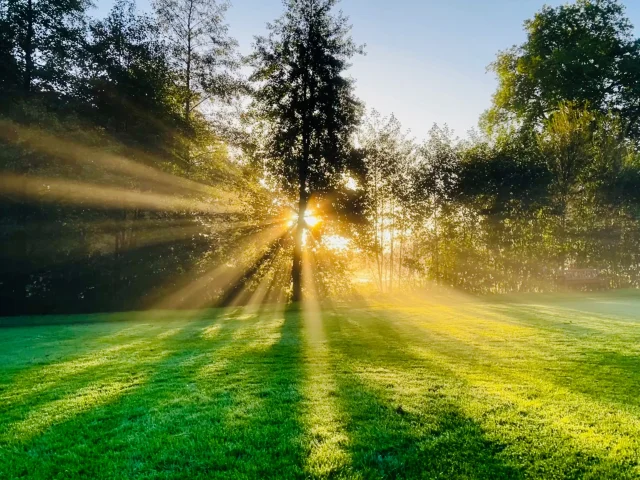 Gruchet Le Valasse 2023 Abbaye Du Valasse Le Jour Traverse La Vegetation Dans Le Parc Csnt 1