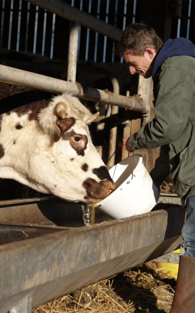 Illequier Avril 2022 Ptit Clos Normand Vache Francois Xavier Craquelin Drone Press.jpg