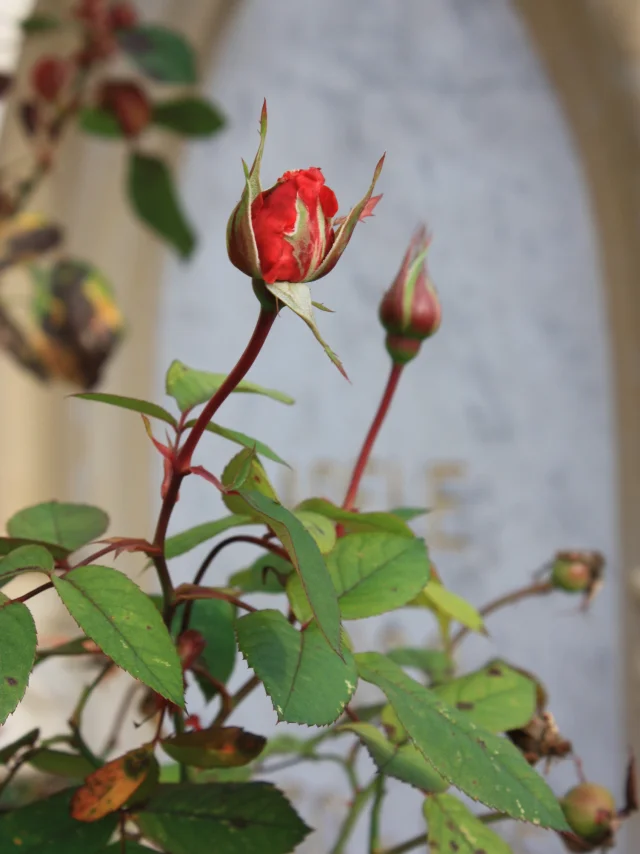 Villequier Musee Victor Hugo Octobre 2017 Cimetiere Rose Csnt