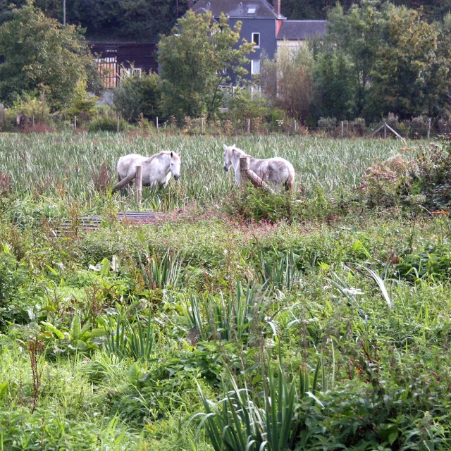 Caudebec En Caux 2011 Marais Csnt