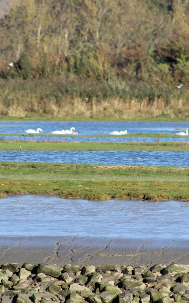 Tancarville 2018 Marais 1 Csnt 1