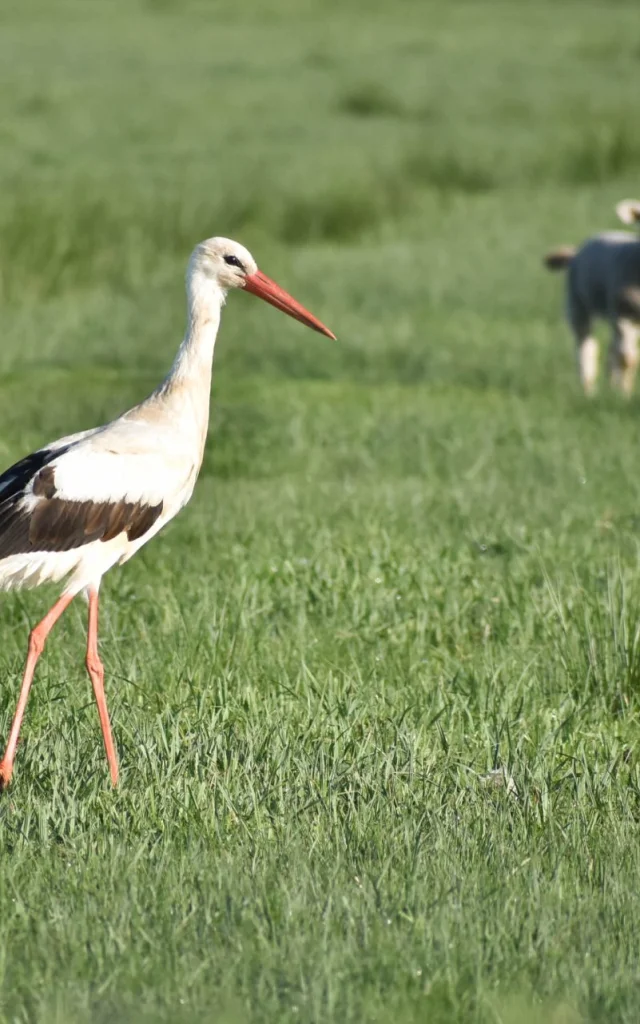 Espace Nautrel Ornithologie Weißstorchleagodet