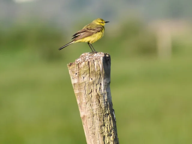 Ornithology Wild Birds Parc Naturel Normandie Wagtail Flaveoleleagodet