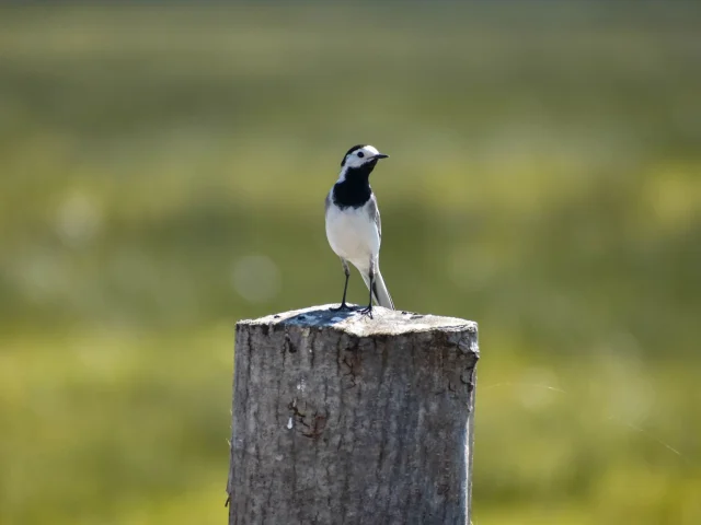 Boucle Seine Normande Regional Nature Park Grey Wagtailleagodet