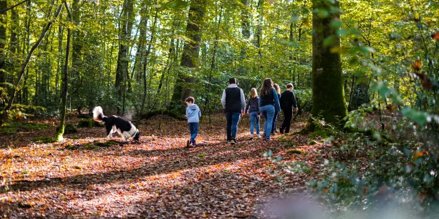 Foret De Brotonne Automne 2024 Famille Promenade La Mailleraye Sur Seine Arelaune En Seine Agence Bonne Heure