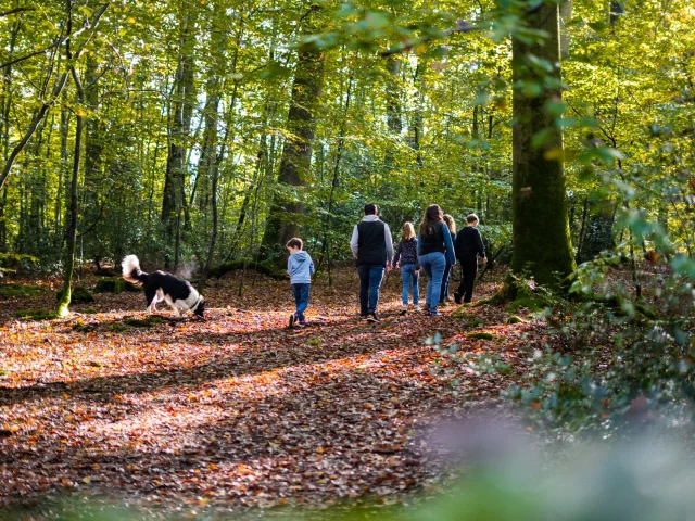 Foret De Brotonne Herbst 2024 Familie Spaziergang La Mailleraye Sur Seine Arelaune En Seine Agentur Gute Zeit